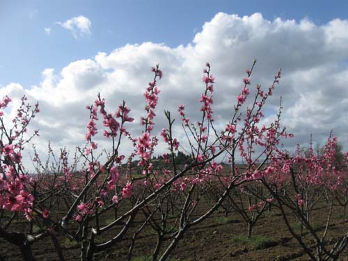 peach trees2.jpg